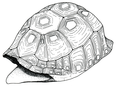 Figure 3.70: Tortoise, Geochelone sp., about 1 meter (3 feet) long.