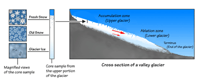 Figure 6.2: Cross-section of an alpine (valley) glacier, showing snow being converted into glacial ice and the two major zones of a glacier’s surface. The red arrows show the direction and relative speed of different parts of the glacier. The longer the arrow, the faster the ice is moving.