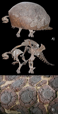 Figure 3.58: Glyptodont. A) Skeleton, with and without the external armor. B) Detail of the bony scutes that formed the solid outer armor. Glyptodonts reached lengths of up to 3 meters (10 feet).