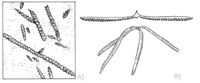 A) Specimen with many fragments of colonies of Climacograptus. Slab is 7.5 centimeters (3 inches) on each side. B) Restoration of what graptolite colonies may have looked like when they were alive, floating in the water.