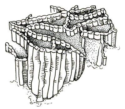 Figure 3.13: Tabulate coral, <em class='sp'>Halysites</em> sp. About 10 cm (4 inches) across.