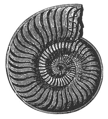Figure 3.6: Triassic ammonite, <em class='sp'>Harpoceras</em>, about 15 centimeters (6 inches) in diameter.