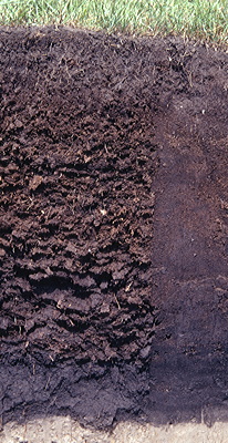 Figure 8.19: An example of a Histosol soil. These soils are rich in organic matter and are often referred to as peats, bogs, or mucks.