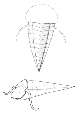 Figure 3.5: Hyolithid. About 1 - 2 centimeters (less than 1 inch) long. 