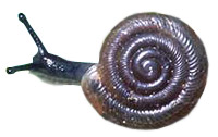 Iowa Pleistocene snail (<em class='sp'>Discus macclintocki</em>), found only in specific types of karst habitats. Adult shell width about 7 mm (0.25 inch).