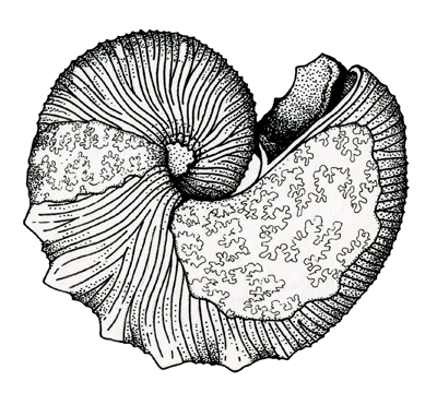 Figure 3.27: <em class='sp'>Jeletzkytes</em>, a scaphitid ammonite cephalopod. Fossils of these animals have been found in Cretaceous rocks in southern Minnesota. Specimen is about 10 cm (4 inches) across.