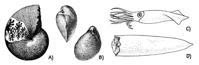 Figure 3.8: Jurassic marine mollusks. A) Ammonite, <em class='sp'>Phylloceras</em>, about 15 centimeters (6 inches) in diameter. B) Bivalve, <em class='sp'>Buchia piochii</em>, about 5 centimeters (2 inches) in diameter. C. Reconstruction of a typical belemnite as it appeared alive. D) Belemnite internal shell; most are 5 - 10 centimeters (2.5 - 5 inches) long.