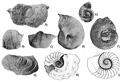 Figure 3.13: Permian marine invertebrates from the Permian Kaibab Limestone. A) Brachiopod, Dictyoclostus, approximately 7.5 centimeters (3 inches) wide, with encrusting bryozoan. B) Brachiopod, Productus ivesi, approximately 5 centimeters (2 inches) wide. C) Brachiopod, Productus bassi, approximately 5 centimeters (2 inches) wide. D) Snail-like mollusk, Bellerophon, approximately 3.5 centimeters (1.5 inches) wide. E) Gastropod, Euomphalus, approximately 1.5 centimeters (0.6 inches) wide. F) Coiled nautiloid, approximately 10 centimeters (4 inches) wide. G) Bivalve, Allorisma, approximately 10 centimeters (4 inches) wide. H) Nautiloid, Tainoceras duttoni, approximately 10 centimeters (4 inches) wide. I) Nautiloid, Stearoceras sanandresense, approximately 10 centimeters (3 inches) wide.