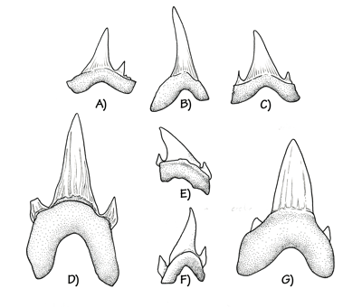 Figure 3.30: Cretaceous shark teeth from Kansas.