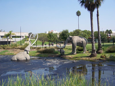 Figure 3.30: A life-size model of a Columbian mammoth (<em class='sp'>Mammuthus columbi</em>) shown stuck in the tar outside the Page Museum at the La Brea Tar Pits in downtown Los Angeles. Columbian mammoths were close relatives of woolly mammoths, and became extinct about 11,000 years ago. They ranged from the southern US to Nicaragua and Honduras, but not as far north as the woolly mammoth.