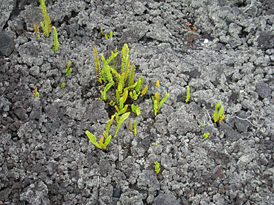 Figure 8.18: Sword ferns and small gray dots of lichen colonize a lava flow on Kīlauea volcano. The lichen is a nitrogen fixer, and the fern contributes organic matter to the soil.