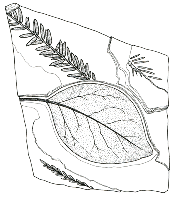 Figure 3.17: The “dawn redwood,” <em class='sp'>Metasequoia</em> (top) with an unidentified broadleaf angiosperm. Slab is about 5 centimeters (2 inches) wide.