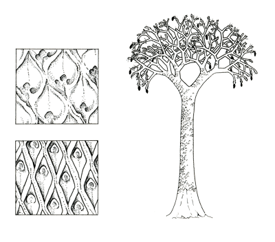 Figure 3.24: <em class='sp'>Lepidodendron</em>. Left: close-ups of leaf scars on the trunk. Right: reconstruction of the entire tree, which reached 30 meters (100 feet) in height.