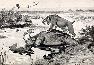 Figure 3.31: A 1911 illustration of several mammal species becoming mired in the tar pit—<em class='sp'>Smilodon fatalis</em> and <em class='sp'>Canis dirus</em> fight over a <em class='sp'>Mammuthus</em> corpse.