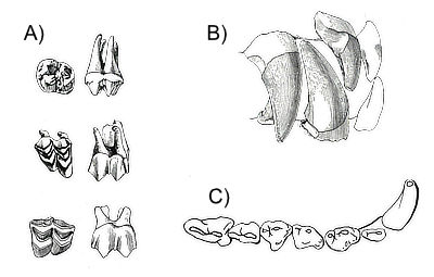 A) Upper molar of peccary (Tagassu), deer (Odocoileus), and camel (Poebrotherium). B) Upper right-side dentition of Hyanodon, a dog-like carnivore. C) Incisors and canines of the entelodont Archaeotherium.