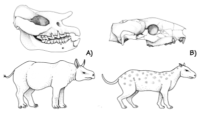 Figure 3.18: Mammal fossils from the John Day beds of Oregon. A) A hornless rhinoceros, <em class='sp'>Teletoceras</em>; skull is roughly 20 centimeters (10 inches) long. B) A small sheep-like herbivorous mammal called an oreodont, <em class='sp'>Eporedon</em>; skull is about 12 centimeters (5 inches) long.