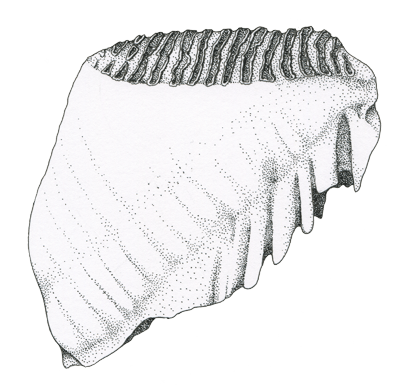 A mammoth tooth, suitable for grinding grass and softer vegetation. About 25 centimeters (1 foot) long.