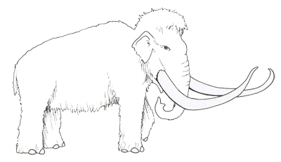 Figure 3.41: The woolly mammoth, <em class='sp'>Mammuthus primigenius</em>, was present in North America, Europe, and Asia during the Pleistocene.