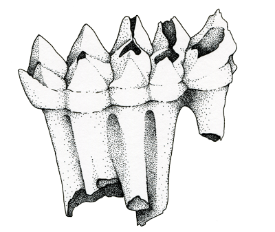 A mastodon tooth, suitable for chewing twigs and tree leaves. Approximately 20 centimeters (8–9 inches) long.