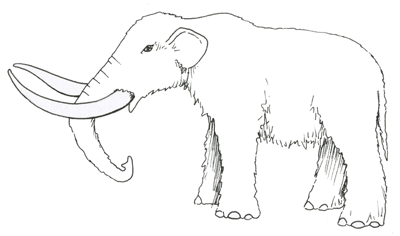 Figure 3.20: A Pleistocene mastodon, <em class='sp'>Mammut americanum</em>.