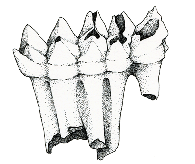 A mastodon tooth, suitable for chewing twigs and tree leaves. About 20 cm (8–9 inches) long.