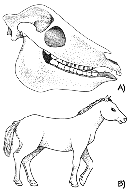 Figure 3.24: A primitive horse, <em class='sp'>Merychippus</em>. A) Skull, about 40 centimeters (16 inches) long. B) Reconstruction.
