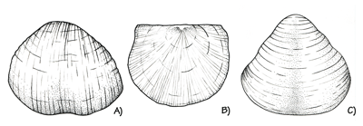 Figure 3.20: Pennsylvanian brachiopods from Missouri. A) Dictyoclostus sp., about 5 centimeters (2 inches) wide. B) Derbyia sp., about 3 centimeters (1.5 inches) wide. C) Echinoconchus sp., about 5 centimeters (2 inches) wide.