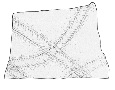 <em class='sp'>Climactichnites</em>. The maker of this trackway is unknown, but may have been a mollusk. Each trackway is about 10 cm (4 inches) wide. The trackways can extend for many meters.