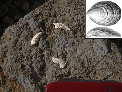 Figure 3.7: Monoplacophorans in limestone (highlighted), Lower Ordovician, Barry County, Missouri. Pocketknife at bottom of photo is about 8.5 centimeters (3.5 inches) long. Inset shows top and sides views of an individual shell in detail.