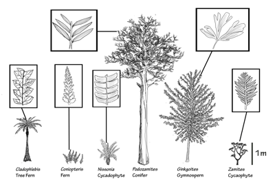 Figure 3.28: Some of the most common plants from the late Jurassic Morrison Formation.