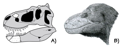 Figure 3.39: <em class='sp'>Nanuqsaurus</em> is a small species of Cretaceous carnivorous dinosaur from Alaska, known only from an incomplete skull. A) Drawing of the skull, with white shading showing the known fossils. B) Reconstruction of the head.