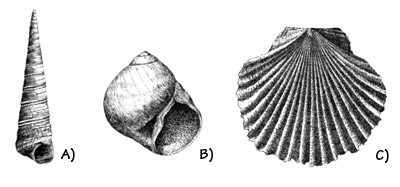 Figure 3.29: Neogene (Miocene - Pliocene) fossil mollusks of the coast of Oregon and California. A) <em class='sp'>Turritella</em>, about 3 centimeters (1.3 inches). B) <em class='sp'>Polinices</em>, about 2 centimeters (1 inch). C) <em class='sp'>Flabellipecten</em>, about 4 centimeters (1.5 inches).