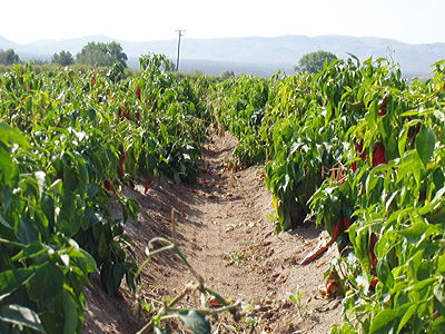 Figure 7.16: The famous chile pepper farms of southern New Mexico produce their crops in Aridisol soils.