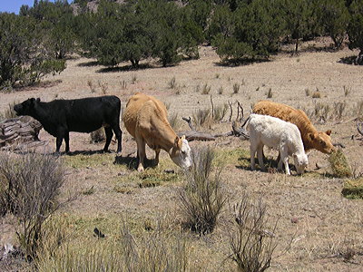 Figure 7.20: Cows graze in New Mexico rangeland underlain by dusty Mollisols.