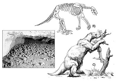 Figure 3.42: The Shasta ground sloth, Nothrotherium shastense. These sloths were 2.75 meters (9 feet) long as adults and weighed approximately 250 kilograms (550 pounds). A) Preserved sloth dung inside Rampart Cave, Arizona. B) Skeleton. C) Restoration.