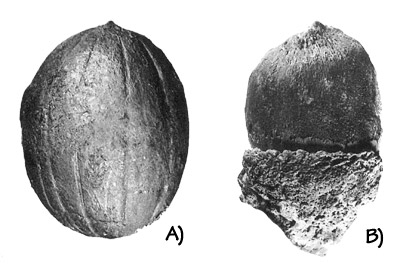 Figure 3.15: Fossil seeds from the Clarno “nut beds”: A) Walnut (<em class='sp'>Juglans</em>), about 2 centimeters (0.8 inches). B) Oak acorn (<em class='sp'>Quercus</em>), about 2.5 centimeters (1 inch).