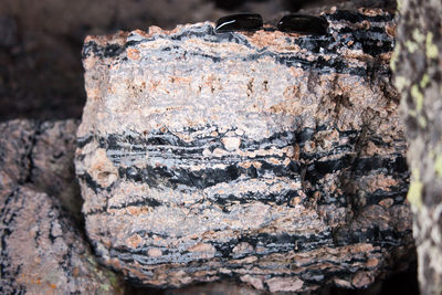 Figure 2.32: Thick veins of obsidian run through the rhyolite of Obsidian Cliff. Note the sunglasses used for scale.