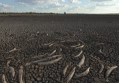 Figure 9.14: Dead fish rot on the cracked lakebed.