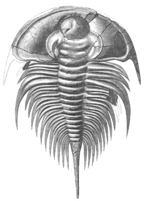 Figure 3.21: Cambrian trilobite <em class='sp'>Olenellus</em>. These and similar forms occur in Cambrian rocks in California and Nevada. They are typically 5 - 10 centimeters (3 - 6 inches) long.