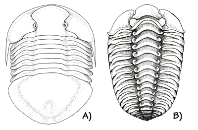 Figure 3.7: Ordovician trilobites. A) <em class='sp'>Isotelus maximus</em>, state fossil of Ohio. This species reached more than 30 cm (1 foot) long. B) <em class='sp'>Calymene celebra</em>, state fossil of Wisconsin. About 2 cm (1 inch) long.