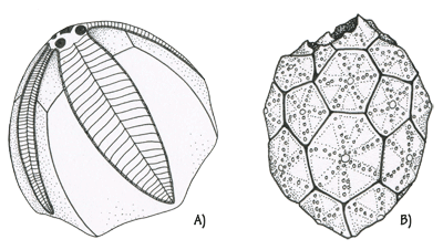 Figure 3.22: A) Blastoid. <em class='sp'>Pentremites</em> sp. 1–2 cm (about .75 inches) long. B) Cystoid. <em class='sp'>Caryocrinites</em> sp. 1–2 cm (about .75 inches) long.