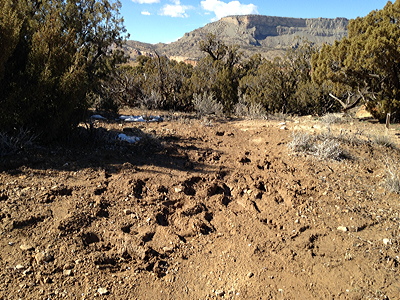 Figure 7.15: An accumulation of sandy Entisols marks a dry riverbed near Palisade, Colorado.