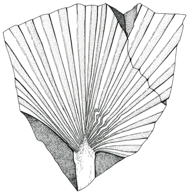 Figure 3.40: A palm fossil, common in the Mesozoic and today known primarily in warm climates. About 0.7 meters (2 feet) wide.