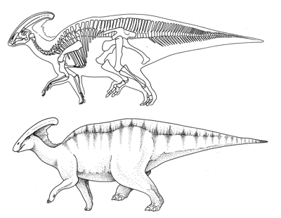 Figure 3.31: The hadrosaur Parasaurolophus; approximately 10 meters (33 feet) long, skeleton and reconstruction.