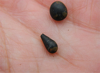 Figure 2.33: Two examples of Pele’s tears, ~1 centimeter (0.39 inches) in diameter.