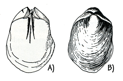Figure 3.10: The Silurian brachiopod <em class='sp'>Pentamerus</em> is often preserved as an internal mold. A) The “slots” show the location of supports for internal organs that extended into the interior of the shell. These strange-looking fossils are sometimes called “pig’s feet.” B) The exterior of the shell. Specimens are about 2 cm (1 inch) long.