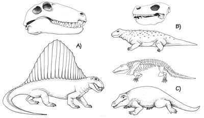Figure 3.12: Permian terrestrial reptiles. A) Dimetrodon, 3 meters (9 feet long), skull and restoration. B) Diadectes, 2 meters (6.5 feet) long, skull and restoration. C) Eryops, 1.5–2 meters (5–6.5 feet) long, skeleton and restoration.
