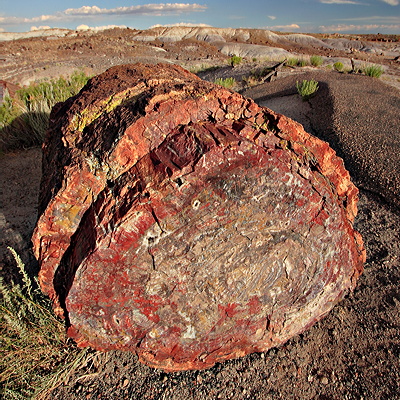 Figure 3.20: Fossil log from Petrified Forest National Park, northern Arizona.