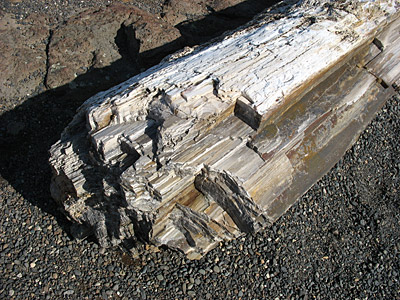 Figure 3.14: A petrified log at the Ginkgo Petrified Forest State Park, central Washington. About 0.6 meters (2 feet) in diameter.