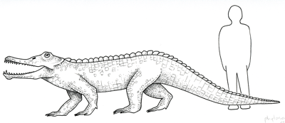 Figure 3.28: Phytosaur restoration, 2 - 3 meters (6 - 9 feet) long. 